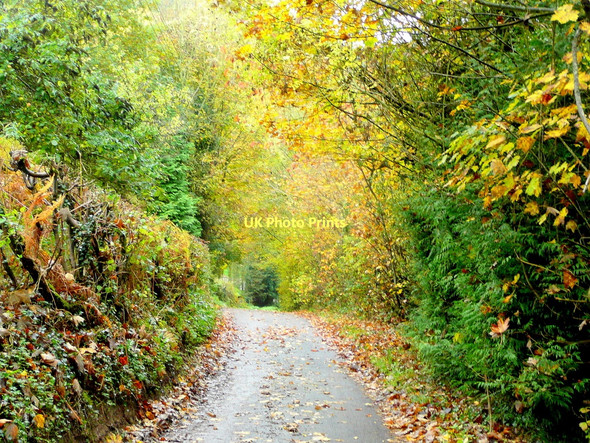 Photo 6"x4" Hinders Lane autumn 1 Ganders Green c2011