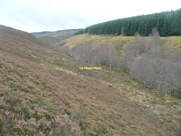 Photo 6"x4" Birch trees mark the gorge of Allt Tarruinchon Allt Tarruinchon c2011