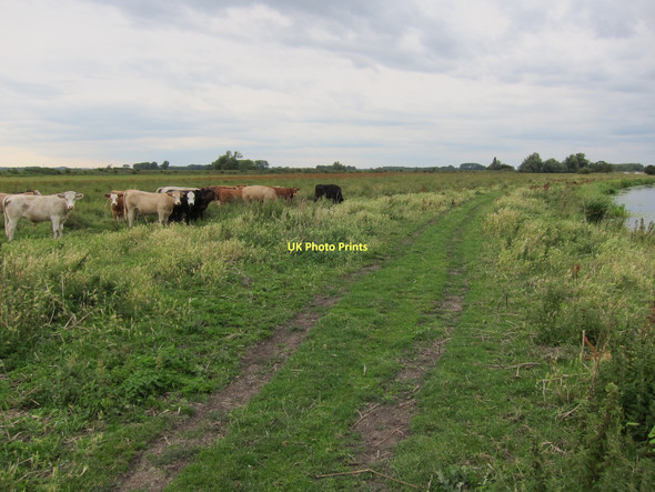 Photo 6"x4" Footpath along River Cam River Bank c2011