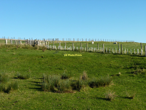 Photo 6"x4" Sheep fences Gilston\/NT4456 c2011