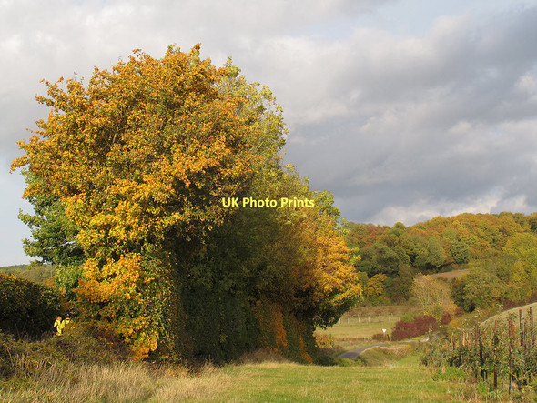 Photo 6"x4" Trees and hedge Rhode Common c2011