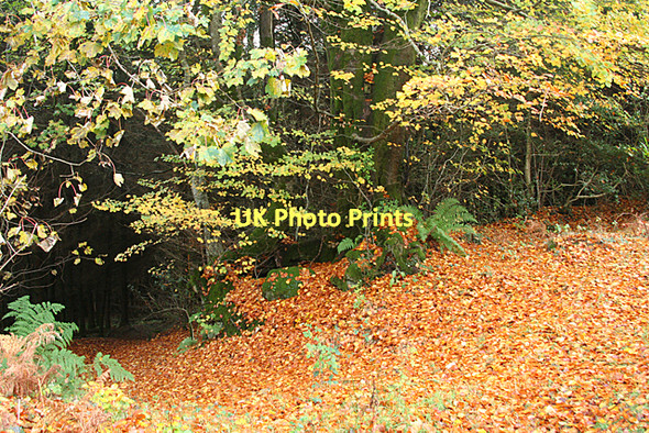 Photo 6"x4" North Bovey: carpet of leaves North Bovey c2011