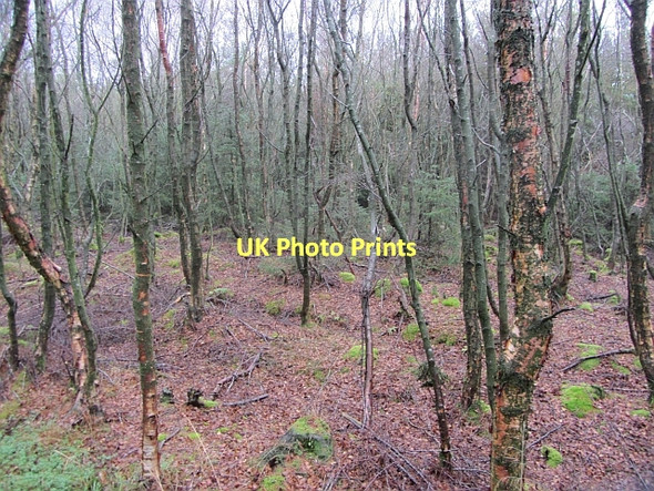 Photo 6"x4" Blackgate Moss West End\/NS9646 c2011