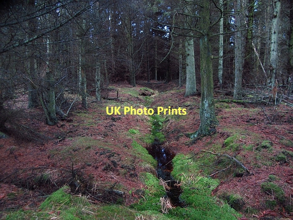 Photo 6"x4" Forest, Blackgate Moss West End\/NS9646 c2011