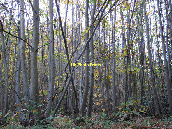 Photo 6"x4" Perry Wood coppice Perrywood c2011