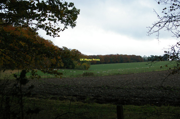 Photo 6"x4" Western edge of Holme Copse, autumn, leaves turning Cane End c2011