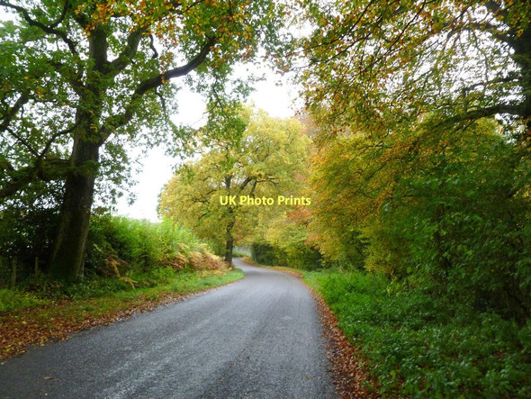 Photo 6"x4" Horningsham, autumn colours Gare Hill c2011