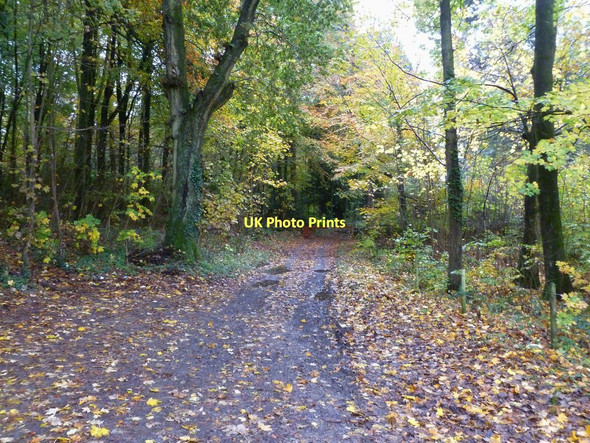 Photo 6"x4" Horningsham, forestry track Horningsham c2011