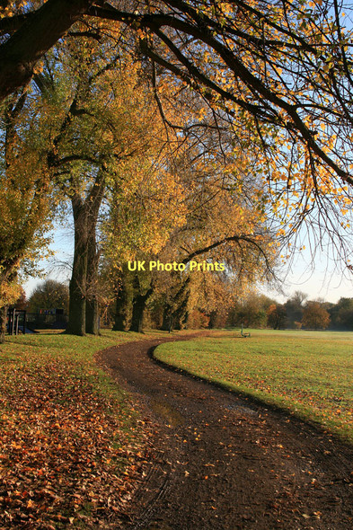 Photo 6"x4" Autumn poplars in West Park Long Eaton c2011