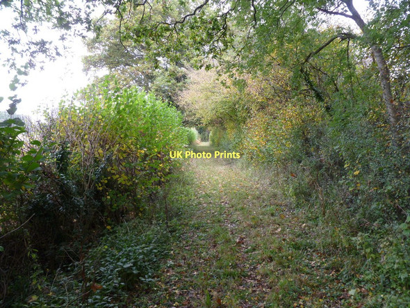 Photo 6"x4" Boveridge, footpath Boveridge c2011