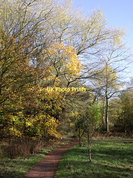 Photo 6"x4" Pathway in Baggeridge Country Park near Sedgley Sedgley c2011