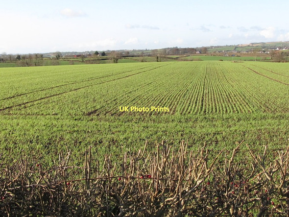 Photo 6"x4" Crop land west of the Drumlough Road (B7) Rathfriland c2011