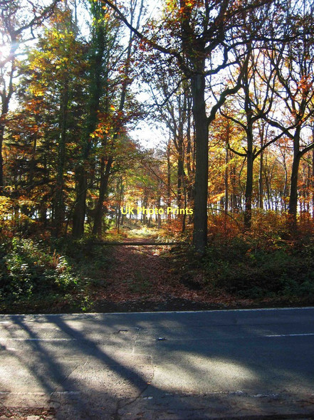Photo 6"x4" Forestry track in the Wyre Forest, off the B4194 road Buttonbridge c2011