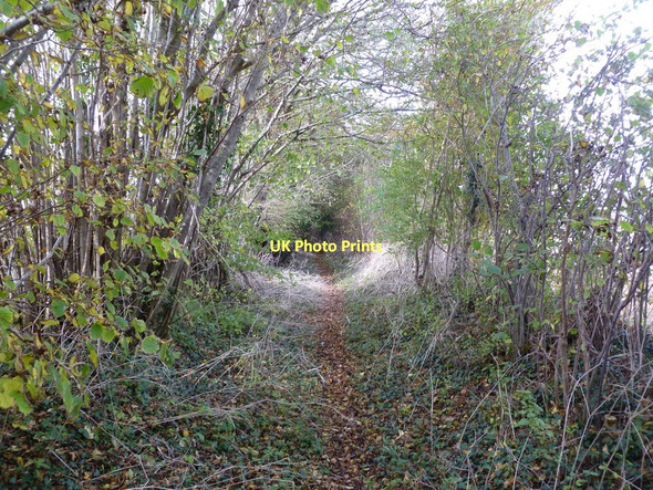 Photo 6"x4" Damerham, footpath Crendell c2011