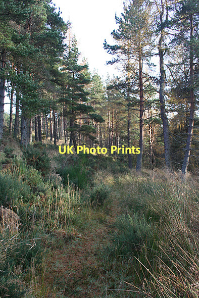Photo 6"x4" Forest Path Charlestown of Aberlour c2011