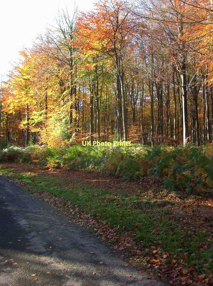 Photo 6"x4" Trees in Wyre Forest in autumnal colours Buttonbridge c2011