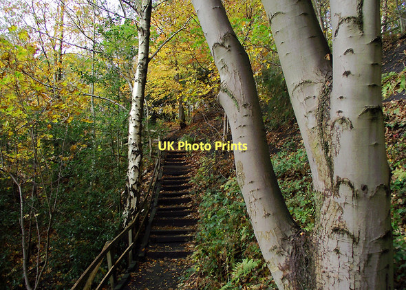 Photo 6"x4" Stepped trail in Baggeridge Country Park near Sedgley Sedgley c2011