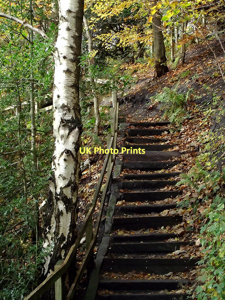 Photo 6"x4" Stepped trail in Baggeridge Country Park near Sedgley Sedgley c2011