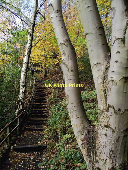 Photo 6"x4" Stepped trail in Baggeridge Country Park near Sedgley Sedgley c2011 P1