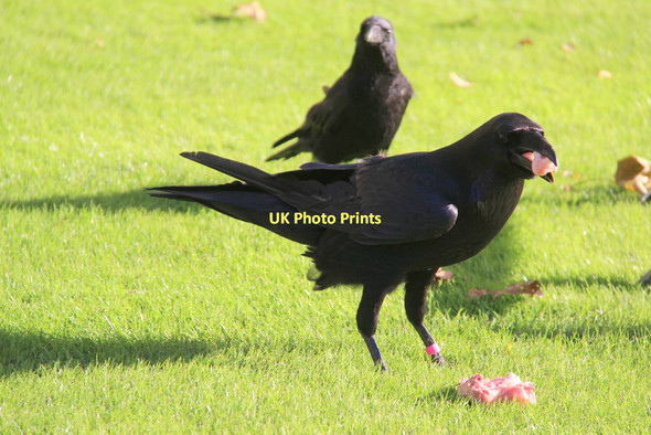 Photo 6"x4" Raven (Corvus Corax) London c2011