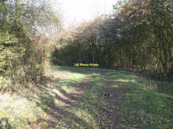 Photo 6"x4" Track into woods from Gorse Hill lane Brandon\/SK9048 c2011