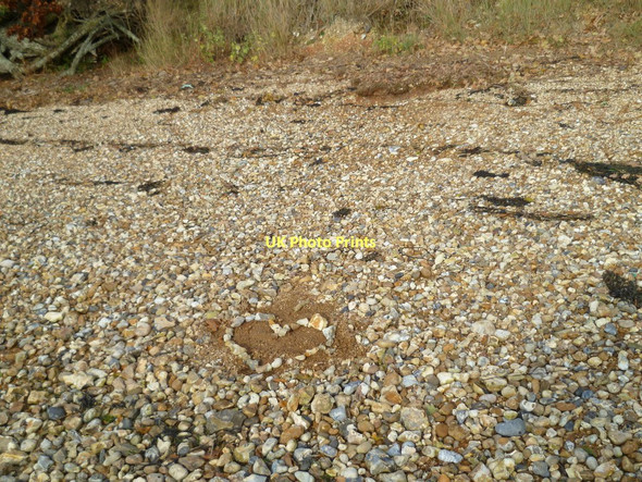 Photo 6"x4" Romantic pebbles Chidham c2011