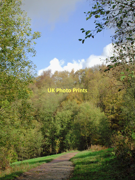 Photo 6"x4" Pathway in Baggeridge Country Park near Sedgley Sedgley c2011