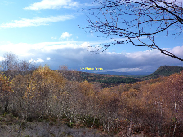 Photo 6"x4" Migdale Woods Spinningdale c2011