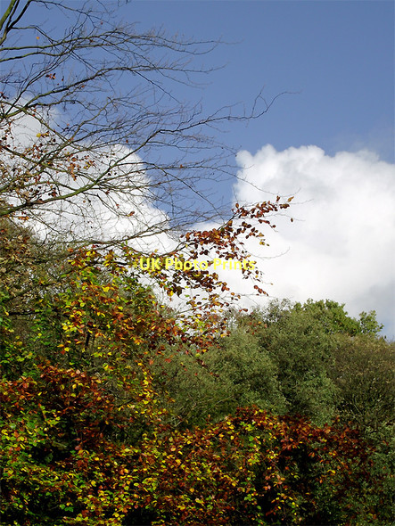 Photo 6"x4" Deciduous trees in Baggeridge Country Park near Sedgley Sedgley c2011