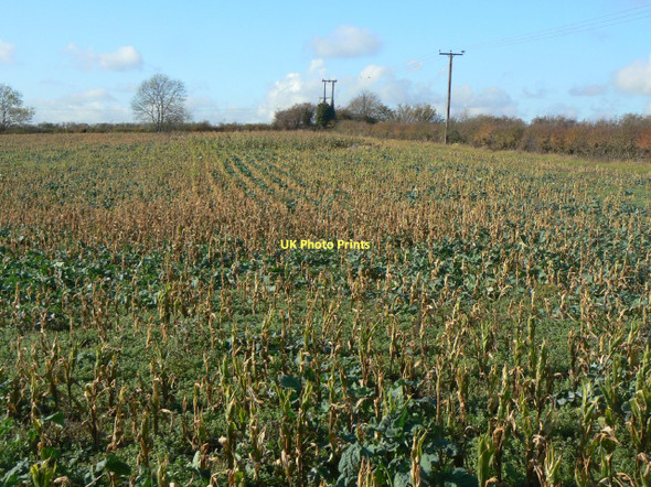 Photo 6"x4" Withered maize Keyworth c2011
