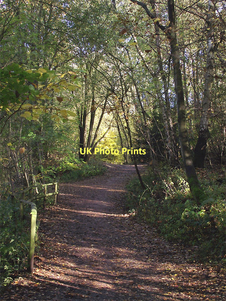 Photo 6"x4" Pathway in Baggeridge Country Park near Sedgley Sedgley c2011