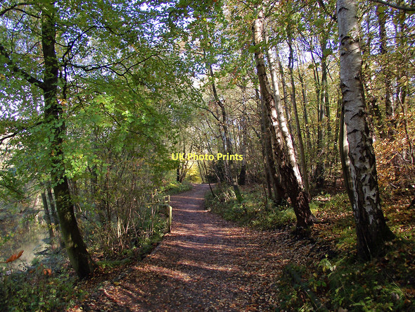 Photo 6"x4" Pathway in Baggeridge Country Park near Sedgley Sedgley c2011