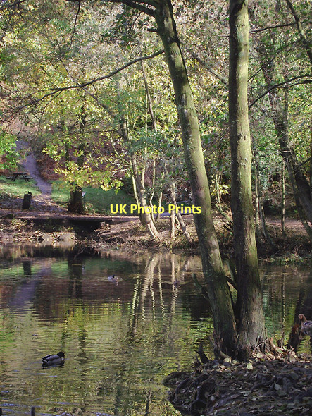 Photo 6"x4" Woodland by Spring Pool in Baggeridge Country Park near Sedgley Sedgley c2011