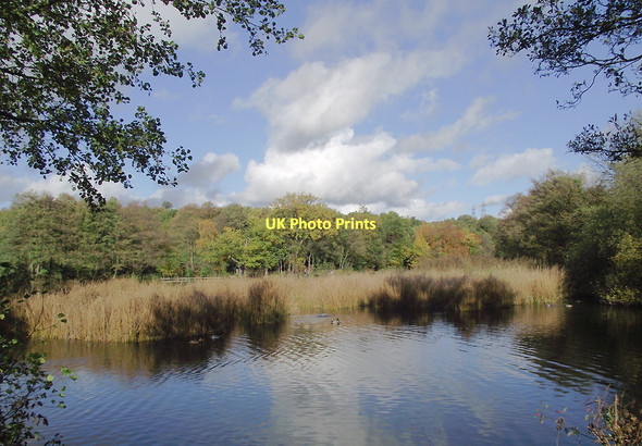 Photo 6"x4" Reed beds in Baggeridge Country Park near Wombourne The Straits\/SO9092 c2011