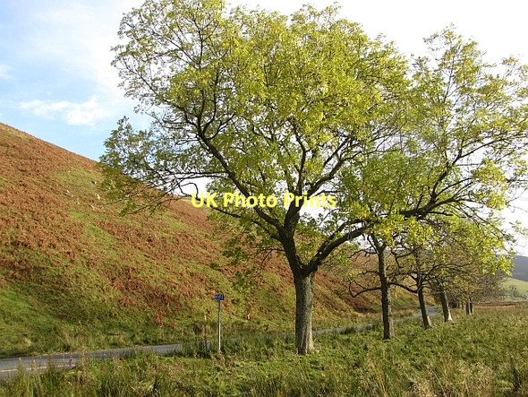 Photo 6"x4" Ashes beside the B709 Williamslee c2011