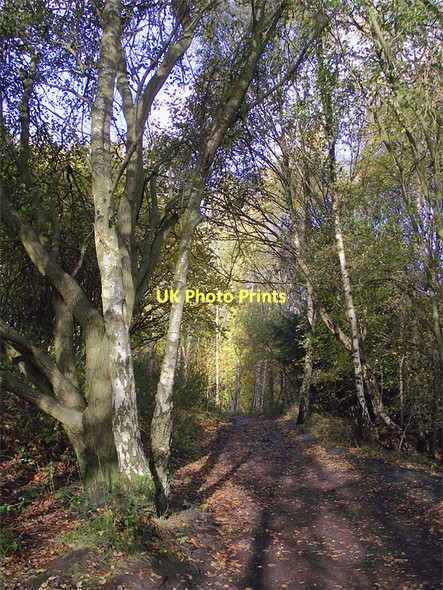 Photo 6"x4" Woodland path in Baggeridge Country Park near Sedgley Sedgley c2011