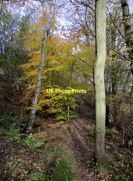 Photo 6"x4" Woodland in Baggeridge Country Park near Sedgley Sedgley c2011