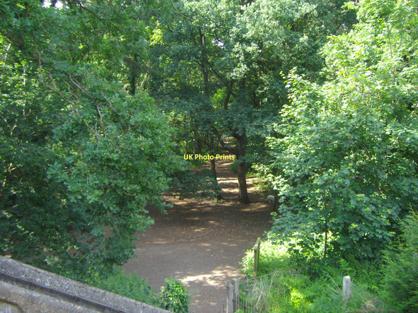 Photo 6"x4" Oxshott Heath Little Heath\/TQ1360 c2008