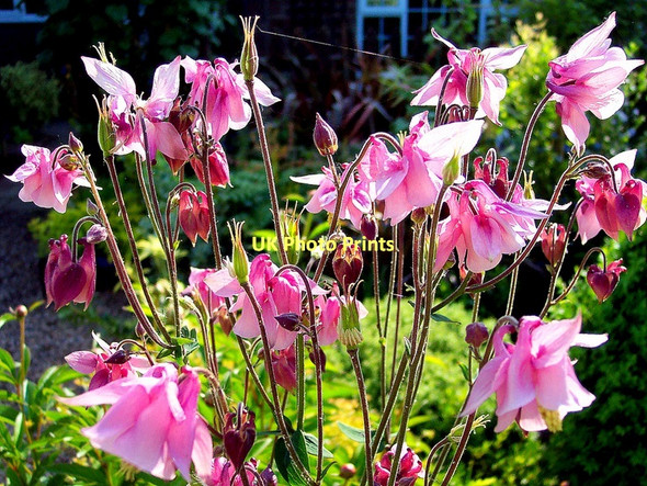 Photo 6"x4" Pink Aquilegia Bromsash c2004