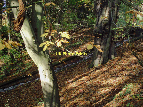 Photo 6"x4" Steep woodland slope in Baggeridge Country Park, Sedgley Sedgley c2011