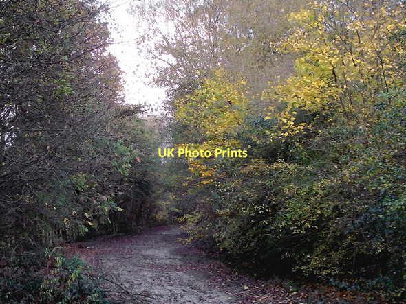 Photo 6"x4" Dismantled railway course in Baggeridge Country Park, Sedgley Sedgley c2011