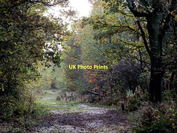 Photo 6"x4" Dismantled railway course in Baggeridge Country Park, Sedgley Sedgley c2011 P1