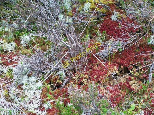 Photo 6"x4" Vegetation on the moor Ashaig\/Athaiseig c2009