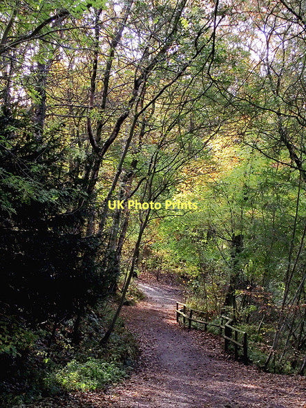 Photo 6"x4" Woodland path in Baggeridge Country Park near Sedgley Sedgley c2011