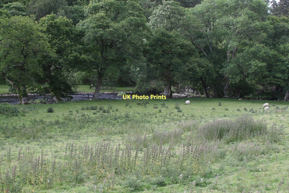 Photo 6"x4" Afon Llugwy Sheep in the Valley Betws-y-Coed c2011