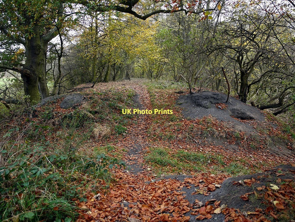 Photo 6"x4" Disused railway line, Cathouse Plantation Ryton\/NZ1564 c2011