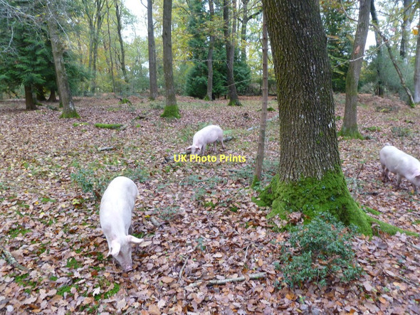 Photo 6"x4" Bank, free-range pigs Bank\/SU2807 c2011