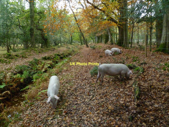 Photo 6"x4" Butts Lawn, free-range pigs Balmerlawn c2011