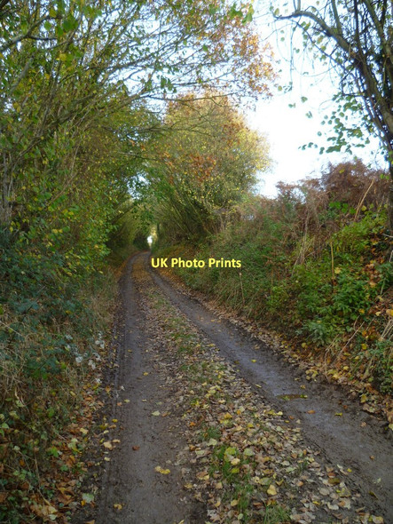 Photo 6"x4" Restricted byway going north to Elsted Elsted c2011
