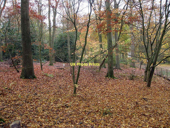 Photo 6"x4" Autumn in Ray Wood Coneysthorpe c2011
